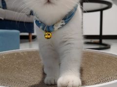 -袖虎·猫馆(体育西路店)