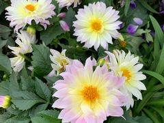 -深圳国际园林花卉博览园