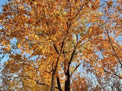 -北京西山国家森林公园