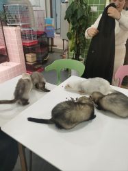 -Moni星球萌宠·小马宝莉·灵蛇·高端高阶全萌宠互动体验俱乐部(红豆国际广场店)