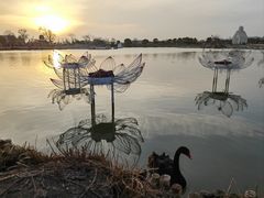 -荷兰花海