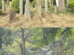 -东莞植物园
