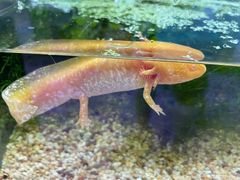 -上海大自然野生昆虫馆