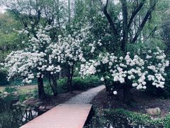 -上海共青森林公园