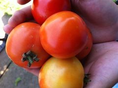 -三圣花乡旅游区