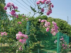 -九里河湿地公园