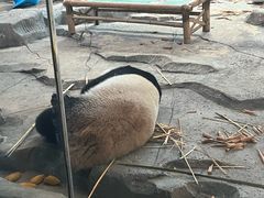 -武汉动物园