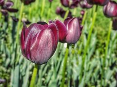 -长春公园(普阳街道)