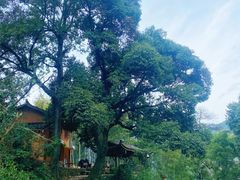 -杨家堂村