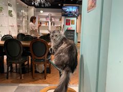 -猫小院猫主题餐厅(三里屯店)