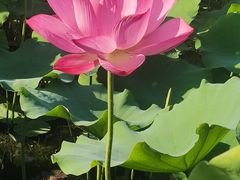-莲花池公园