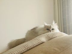 -猫大福·Fortune Cat猫舍(百子湾店)
