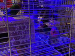 -同喜烤鸭店(光芒店)