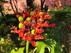 -广州神农草堂中医药博物馆