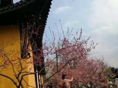 -红梅公园