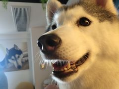 桃心-Husky Go! 哈士奇体验馆·宠物咖啡厅狗咖