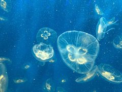 -成都浩海立方海洋公园