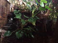iphone_upload_pic-自然餐厅(Phuket)
