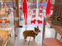 -喵百万·布偶·蓝金金渐层英短·猫舍(百子湾店)