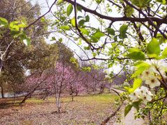 -梁鸿国家湿地公园