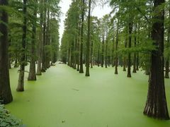 -渌洋湖湿地公园