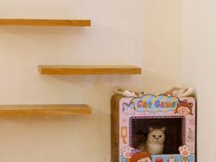 -猫腻·猫咖·撸猫馆(星光大道店)