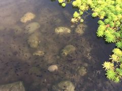 -桤木河湿地公园