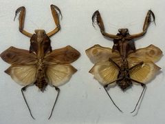 -上海昆虫博物馆