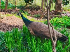 -华雅花园大酒店