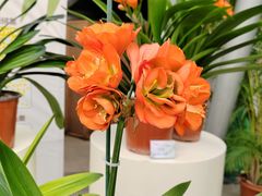 -北京植物园-展览温室