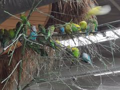 -南宫五洲植物乐园