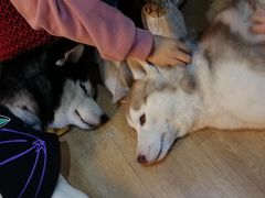 momo-Husky Go! 哈士奇体验馆·宠物咖啡厅狗咖