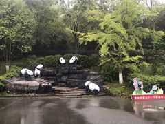 -都江堰中华大熊猫苑