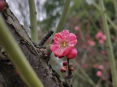 -蜀冈西峰生态公园