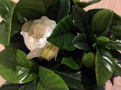 漂亮的绿植-七彩云南庆沣祥茶庄(金融街店)