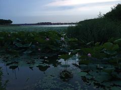 -丁香湖公园