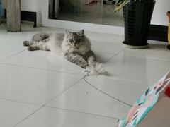 -宠福鑫康馨动物医院·骨科·眼科