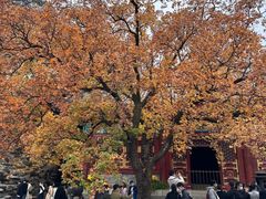 -香山公园