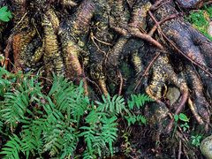 -成都市活水公园