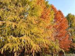 -上海海湾国家森林公园