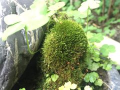 -恺庐茶园(宽窄巷子景区店)
