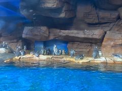 -海合安武汉极地海洋公园