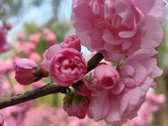 -将府公园