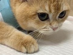 -北京观赏动物医院·24小时大型综合·猫专科·异宠专科