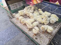 -石家庄市植物园