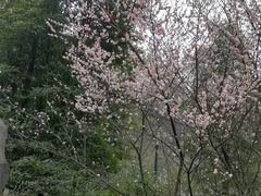 -重庆彩云湖湿地公园