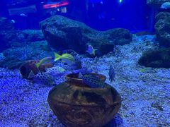 -海合安武汉极地海洋公园