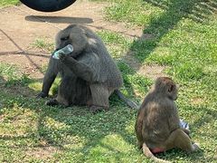 -西霞口神雕山野生动物世界