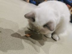 -藏猫猫咖啡主题馆(中央大道店)