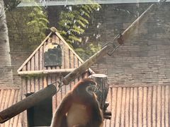 -石家庄市动物园